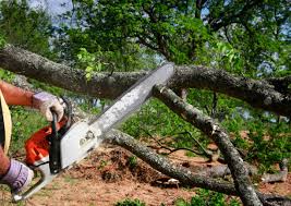 Best Fruit Tree Pruning  in Ransom Canyon, TX